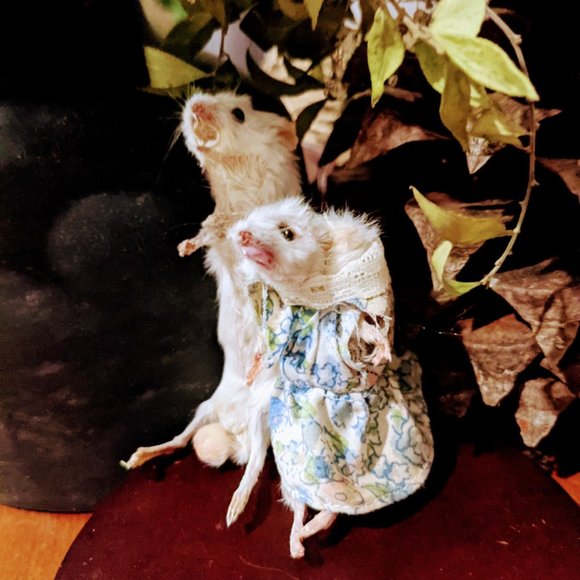 Hello! Welcome to my weird closet! - Picture 5 of 16